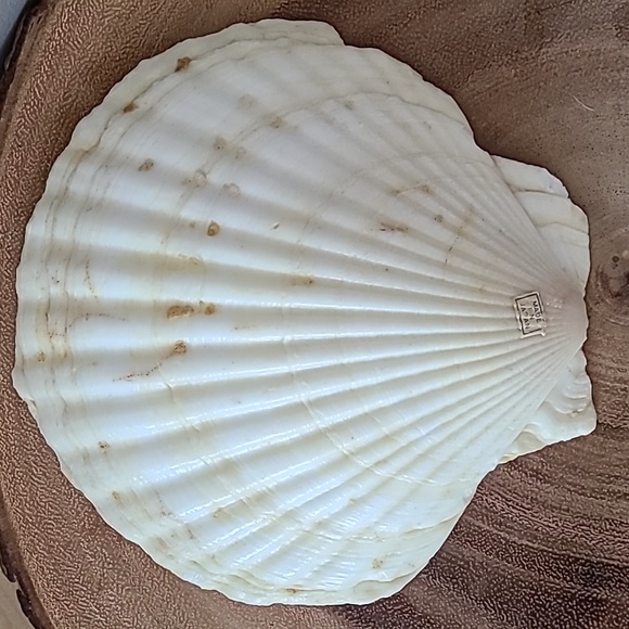 Appetizer vintage shells (set of 4) - Picture 4 of 5